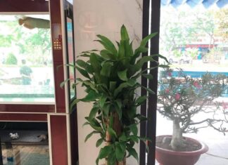 “Plant a Delonix Regia to Strike a Jackpot of Wealth: Experience a Surge of Fortune and Blessings”