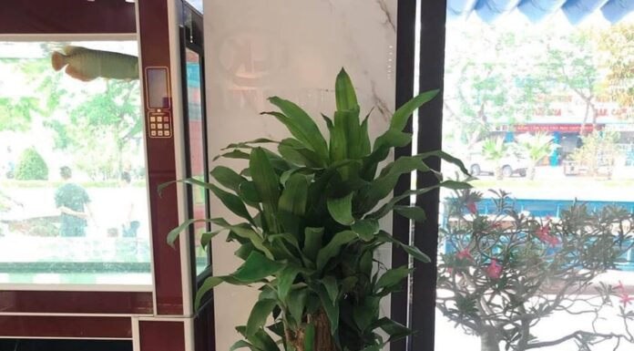 “Plant a Delonix Regia to Strike a Jackpot of Wealth: Experience a Surge of Fortune and Blessings”