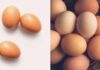 Why Are Eggs Shaped With One Larger End and One Smaller End?