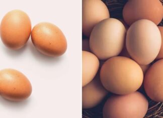 Why Are Eggs Shaped With One Larger End and One Smaller End?