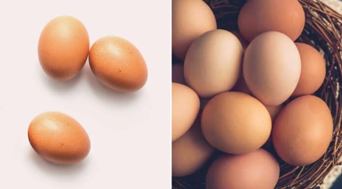 Why Are Eggs Shaped With One Larger End and One Smaller End?
