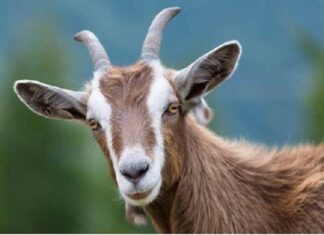 Tomorrow Night, April 26: 3-Year-Old Koi Fish Turns into a Dragon, Prosperity and Fortune, the Richest of the Second Zodiac Sign.