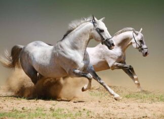 “Tonight’s Fortune: 3-Year-Old Koi Fish Leaps to Dragon Status, Lottery Luck Strikes Gold, and Wealth Reaches New Heights.”
