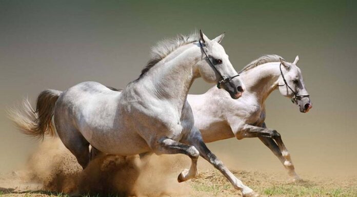 “Tonight’s Fortune: 3-Year-Old Koi Fish Leaps to Dragon Status, Lottery Luck Strikes Gold, and Wealth Reaches New Heights.”