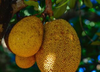 “The Ultimate Skin Elixir: Vietnam’s Native ‘Miracle Fruit’ for Youthful, Glowing Skin”