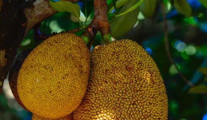 “The Ultimate Skin Elixir: Vietnam’s Native ‘Miracle Fruit’ for Youthful, Glowing Skin”