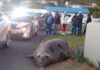 The Giant Seal: A 2-Ton Spectacle in the City Streets