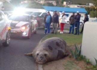 The Giant Seal: A 2-Ton Spectacle in the City Streets