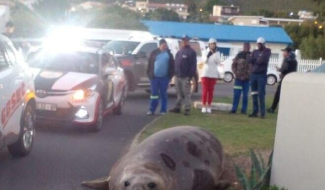 The Giant Seal: A 2-Ton Spectacle in the City Streets