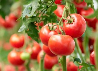 6 Superfoods for the Over-50s: Boost Longevity, Health and Vitality