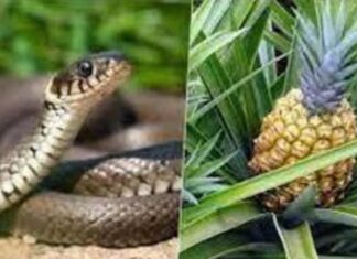 The Toxic Plants That You Should Remove From Your Garden: A Fragrant and Beautiful Danger.