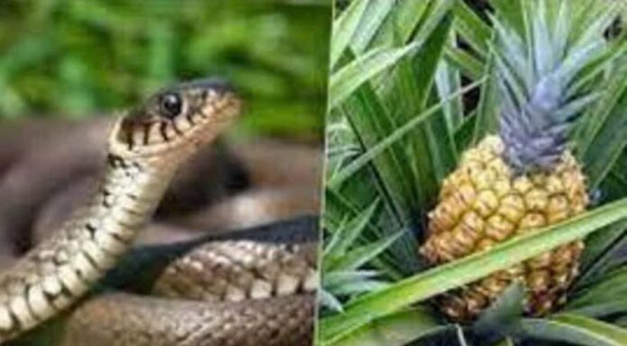 The Toxic Plants Lurking in Your Garden: A Warning to Homeowners