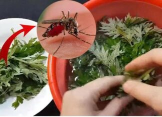 The Ultimate Mosquito Repellent: A Natural Solution for a Peaceful Slumber