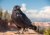 The Ominous Avian Omen: A Tale of Ancient Superstition
An ominous tale from ancient lore: Beware the foreboding messengers of misfortune, for when two avian creatures of ill-omen enter your abode, a dire fate awaits.