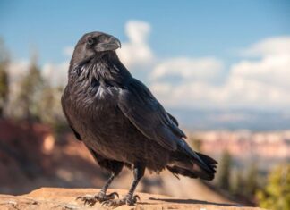 The Ominous Aviary: A Tale of Feathered Foreboding.