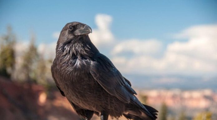 The Ominous Aviary: A Tale of Feathered Foreboding.