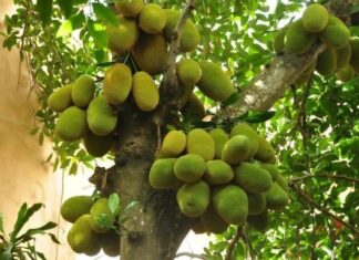 The Four Trees of Fortune: Enhancing Your Garden’s Luck and Wealth