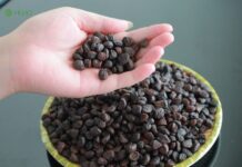 The Ultimate Spice: Vietnam’s Golden Treasure, Once Priced at 600,000 VND per Kilogram, is a Must-Have for Every Home.