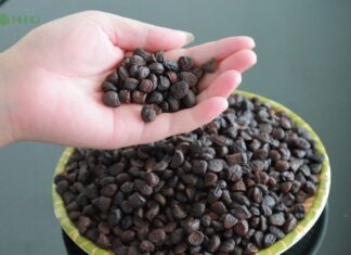 The Ultimate Spice: Vietnam’s Golden Treasure, Once Priced at 600,000 VND per Kilogram, is a Must-Have for Every Home.