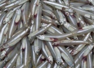 7 Super-Nutritious Fish That Rival Ginseng and Bird’s Nest – An Affordable, Surprising Find at the Market