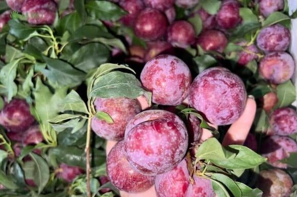 Delicious but Dangerous: A Cautionary Tale – 5 Types of People Who Should Steer Clear of Plums