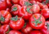 Are Pointed or Round Tomatoes Better? Seasoned Farmer Reveals Surprising Difference.