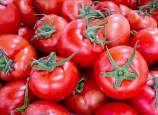 Are Pointed or Round Tomatoes Better? Seasoned Farmer Reveals Surprising Difference.