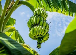 The Secret to Prosperity: Uncover the Fortune in Your Backyard.