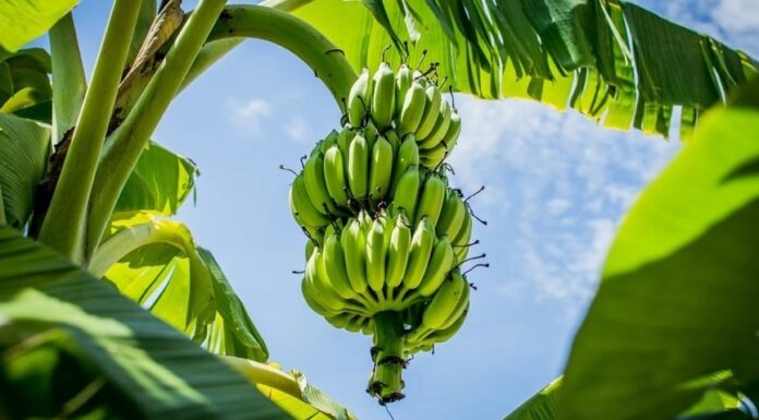 The Secret to Prosperity: Unveiling the Ancient Wisdom of Three Lucky Trees