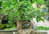 Where to Place the Mulberry Tree in Your Home to Attract Good Fortune?