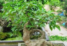 Where to Place the Mulberry Tree in Your Home to Attract Good Fortune?