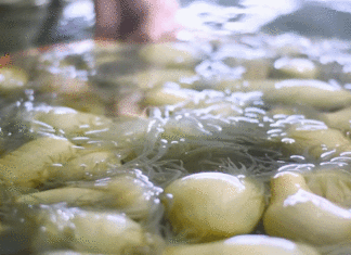 The Ocean’s Oddity: Unraveling the Mystery of the Bearded Delicacy in Central Vietnam’s Seas