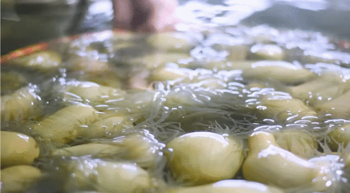 The Ocean’s Oddity: Unraveling the Mystery of the Bearded Delicacy in Central Vietnam’s Seas