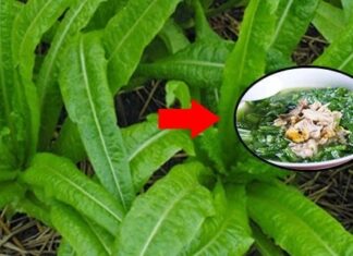 “The Super-Calcium Green: Nature’s Bone-Boosting Superfood”