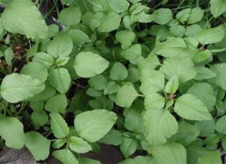 “The Ultimate Summer Superfood: Discover the Calcium-Rich Veggie That Cools, Detoxifies, and Boosts Immunity”