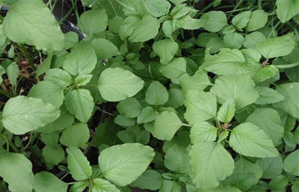 “The Ultimate Summer Superfood: Discover the Calcium-Rich Veggie That Cools, Detoxifies, and Boosts Immunity”