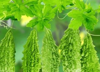 The Superfruit You’ve Been Overlooking: A Natural Remedy for Cancer and Diabetes, Found in Vietnamese Markets.