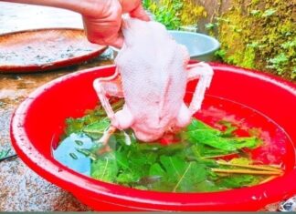 The Magic Potion for Feather-Free Ducks: Bruise, Bathe, and Behold!