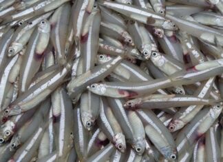 7 Types of Fish You Should Always Buy: Nutrition Comparable to Ginseng, Cheaper Than Bird’s Nest, and Free of Chemicals