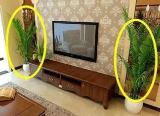 The Ultimate Guide to Home Decor: Uncover the Secret to Wealth and Prosperity with These Indoor Plant Placement Tips