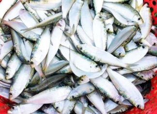 The Unsung Hero of Vietnamese Waters: A Nutritional Treasure Trove, Right Under Our Noses.