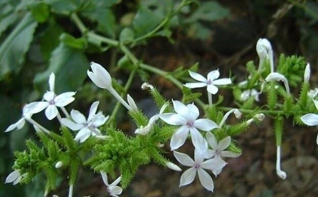 3 Types of Plants That Snakes Hate – Grow These to Keep Your Family Safe