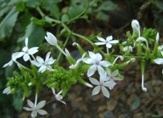 3 Plants That Snakes Hate Most: Keep Your Family Safe by Getting Rid of These!