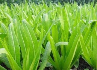 A Calcium-Rich Vegetable: A Superfood for Bone Health, Raw or Cooked