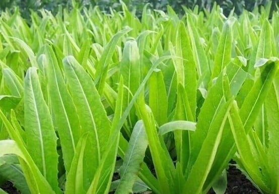 A Calcium-Rich Vegetable: A Superfood for Bone Health, Raw or Cooked