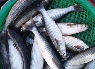 Meet the Magnificent Five: A Seafood Delight, Fresh from Nature’s Bounty