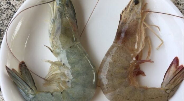 “Distinguishing Farmed and Wild Shrimp: A Simple Trick from a Shrimp Seller that Anyone Can Do”