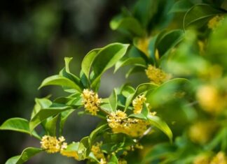 The Fragrant Trio: These Plants Are Like ‘Children’ to God of Wealth, Their Scents Fill Your Home Like French Perfume