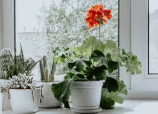 3 Fragrant Houseplants That’ll Make Your Bathroom Smell Like a Dream