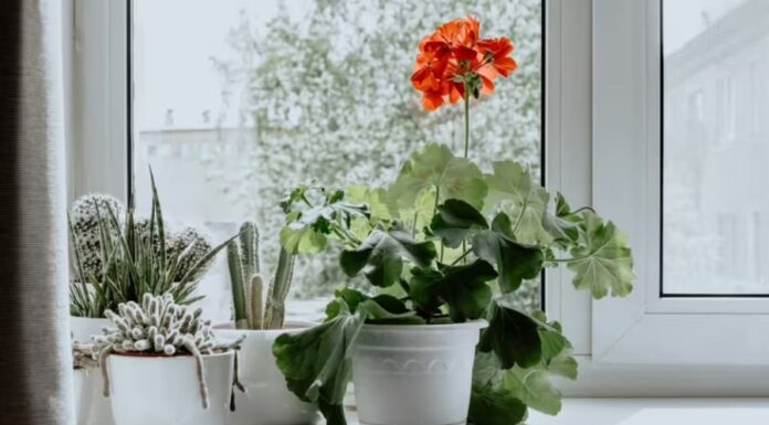 3 Fragrant Houseplants That’ll Make Your Bathroom Smell Like a Dream